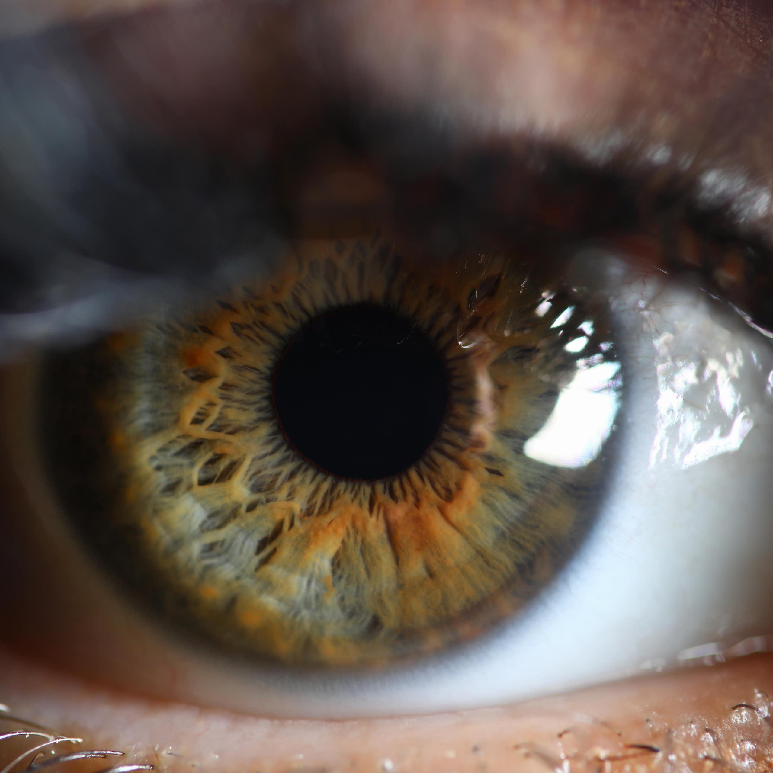 Uma fotografia em close-up de um olho verde