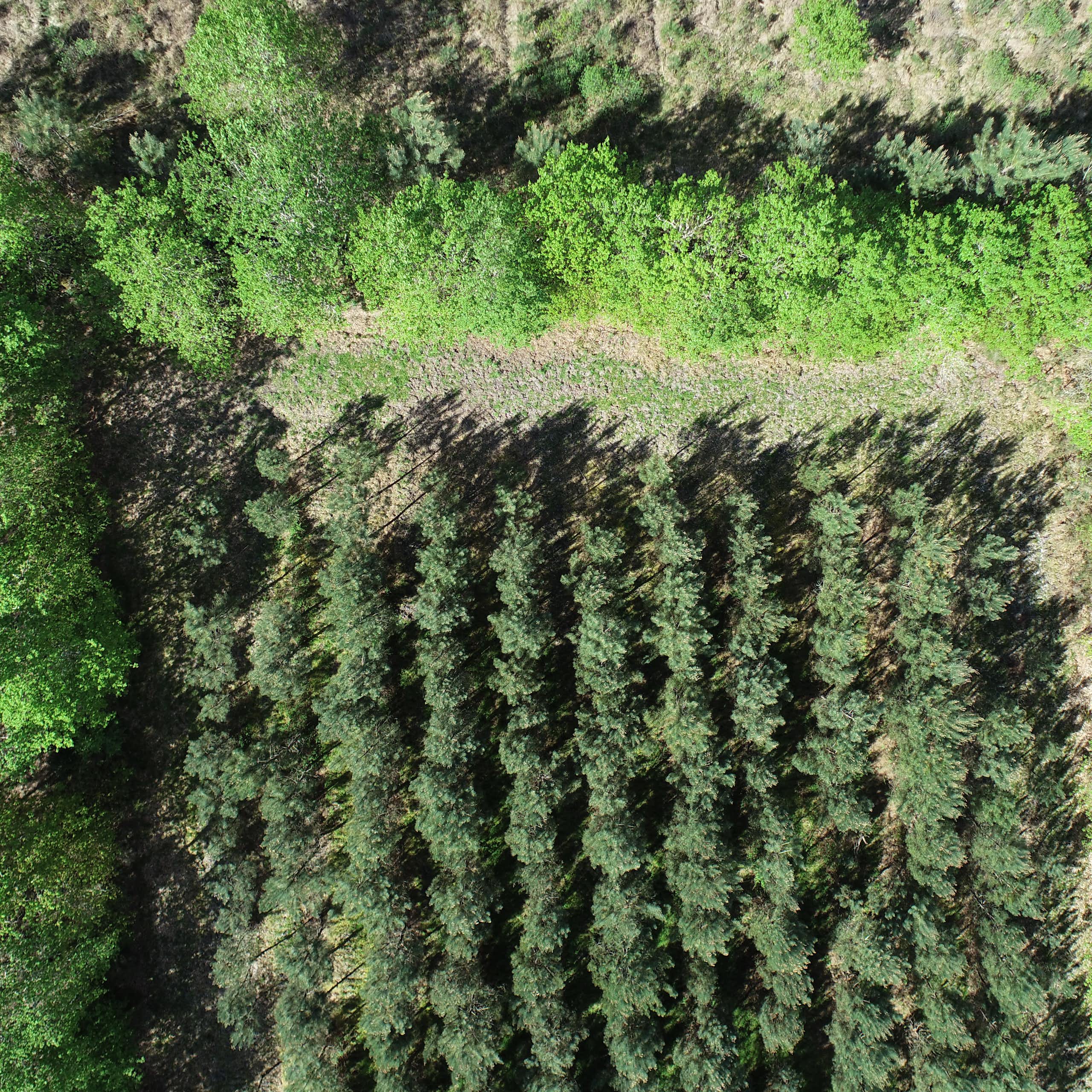 A pine plantation and hedgerow as seen from an unmanned aerial vehicle.