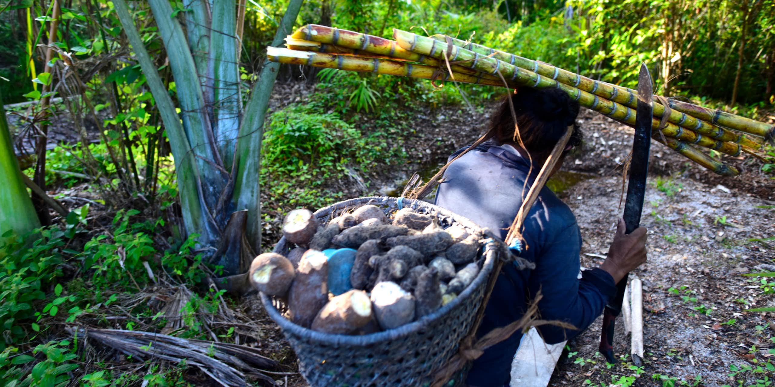 Foto mostra anciã indígena carregando um cesto de mandioca nas costas e cana-de açúcar na cabeça