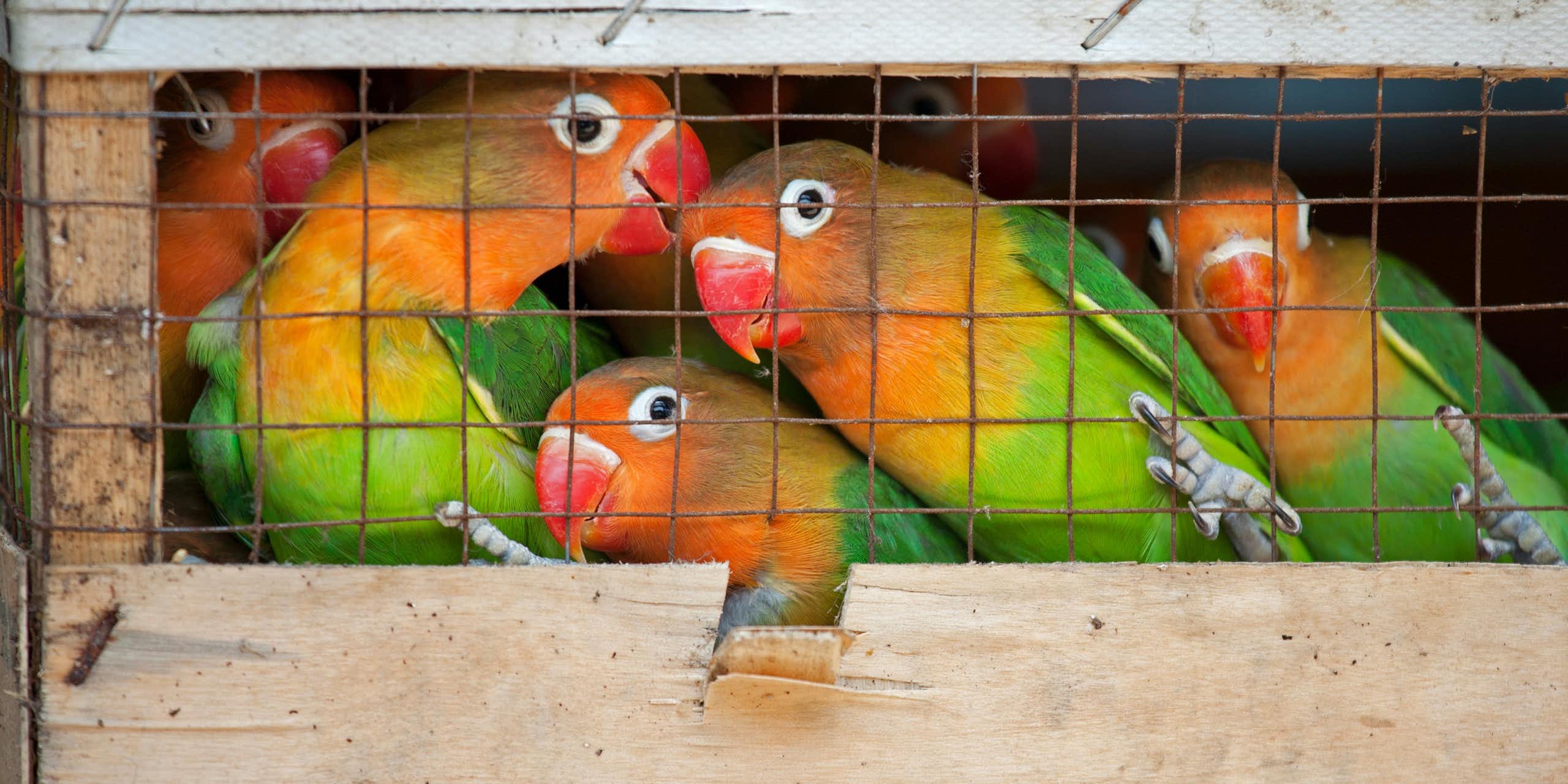 Radiografía del comercio de aves en redes sociales